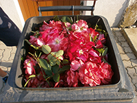 Offene Mülltonne mit Blumen